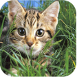 プログラムのアイコン：Cute Cats Live Wallpapers