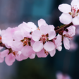 Programikonen: Cherry Blossom Live Wallp…