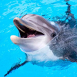 أيقونة البرنامج: The Dolphin