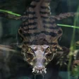 Icon of program: Crocodile Wallpapers