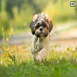 프로그램 아이콘: My Shih Tzu - Cute Puppy …