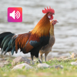 程序图标：Red junglefowl