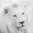 Icon of program: White Lion Wallpapers