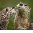 River otter and sea otters old