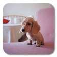 Programikonen: Q Dog Live Wallpaper