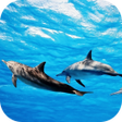 Dolphins Live Wallpaper icon
