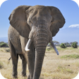 Icon of program: Elephant Wallpaper HD