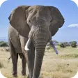 Elephant Wallpaper HD
