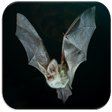 プログラムのアイコン：Bat sounds