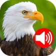 Animals  Birds Ringtones