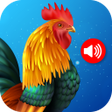 Icoon van programma: Animals  Birds Ringtones