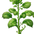 プログラムのアイコン：Climb the Beanstalk