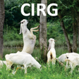 プログラムのアイコン：CIRG - Goat Farming (बकरी…