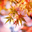Programikonen: Beautiful Autumn Live Wal…