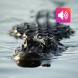أيقونة البرنامج: Alligator sounds