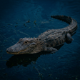 Programikonen: Alligator sounds