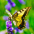 プログラムのアイコン：Butterfly Wallpapers