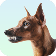 أيقونة البرنامج: Dog Growling Sounds