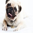 Иконка программы: Pugs New Tab