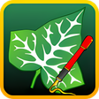 Ivy Draw: Vector Drawing icon