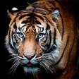 Programikonen: Tiger Wallpapers