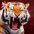 Programikonen: Tiger Wallpapers