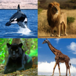 Icon of program: Guess The Animal