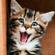 プログラムのアイコン：Kitten  Cute Cat Wallpape…