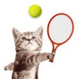 Programikonen: Cat Meow: Sport Battle