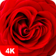 程序图标：Rose Wallpapers 4K