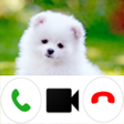 Programikonen: Pomeranian Dog Video Call…
