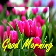 Programikonen: Good Morning New