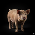 Programikonen: Appp.io - Pig Sounds