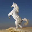 プログラムのアイコン：White Horse Hd Wallpapers