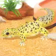 Leopard Gecko Pet