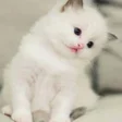 プログラムのアイコン：Cats HD Wallpapers