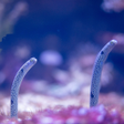 Icona del programma: Garden Eel Pet