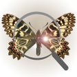 Symbol des Programms: Butterflynder