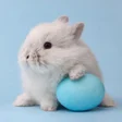 Programikonen: Rabbit Wallpaper
