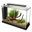 Aquarium Design Ideas