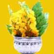Icône du programme : သငကနသခင