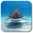 プログラムのアイコン：Shark Live Wallpaper