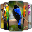 Programikonen: Birds Wallpaper