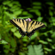 Icon of program: Macro Butterfly Live Wall…