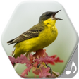 Programikonen: Bird Sounds and Ringtones…