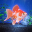 程序图标：Gold Fish Pet