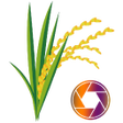 Rice Disease Snap icon