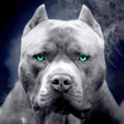 Icône du programme : pitbull dog wallpaper