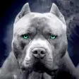 pitbull dog wallpaper
