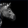 Иконка программы: Animal Portraits PREMIUM